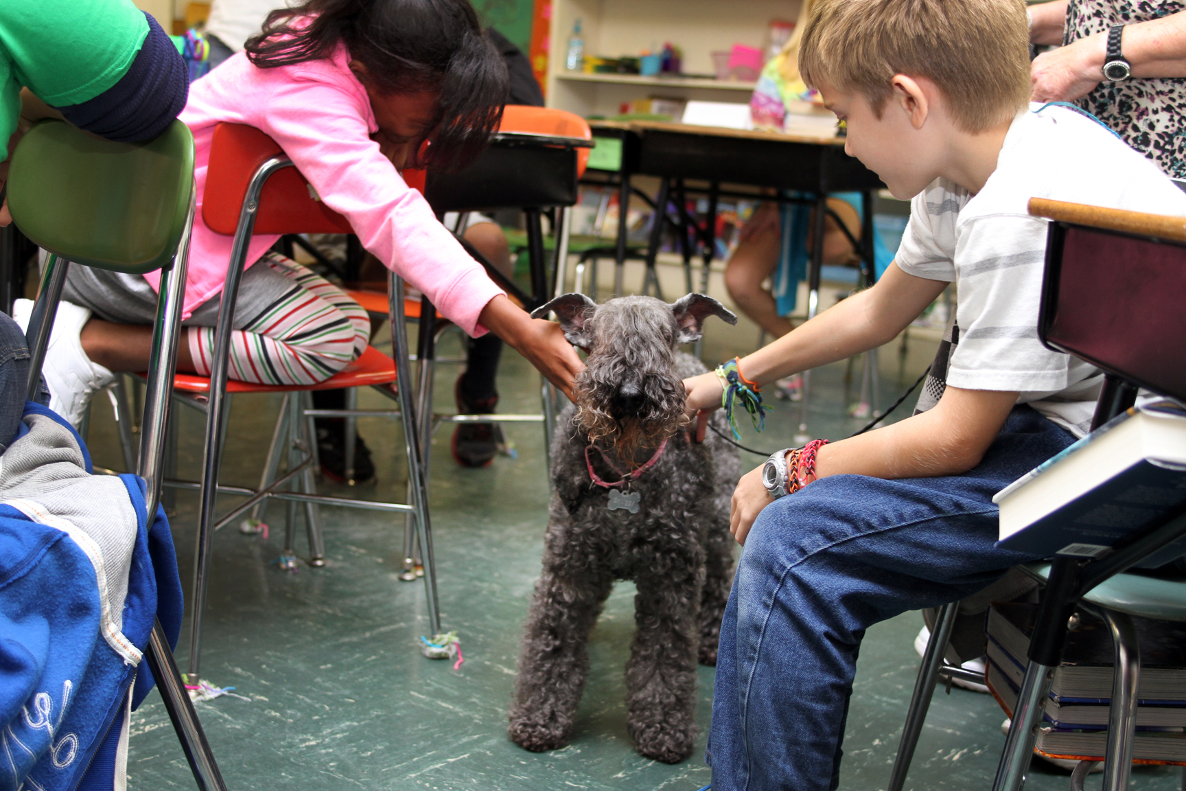 Boy in class petting therapy dog visitor.